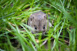 wildlife removal,nassau county, long island,new york,rats,mice,rodent,nest,trap,remove,service