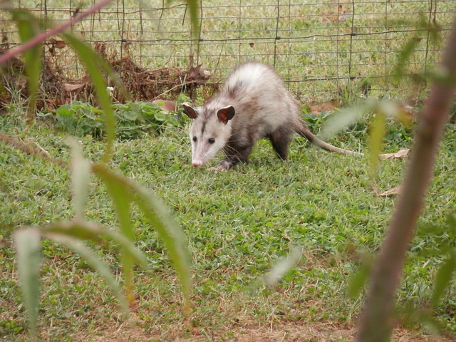 wildlife removal,nassau county, long island,new york,opossums,trap,remove,service