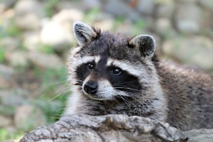 wildlife removal,nassau county, long island,new york,raccoons,trap,remove,service