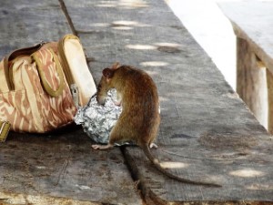 wildlife removal,nassau county, long island,new york,rats,rodent,nest,trap,remove,service