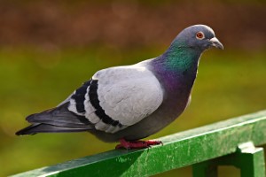 wildlife removal,nassau county, long island,new york,pigeon,birds,nest,trap,remove,service